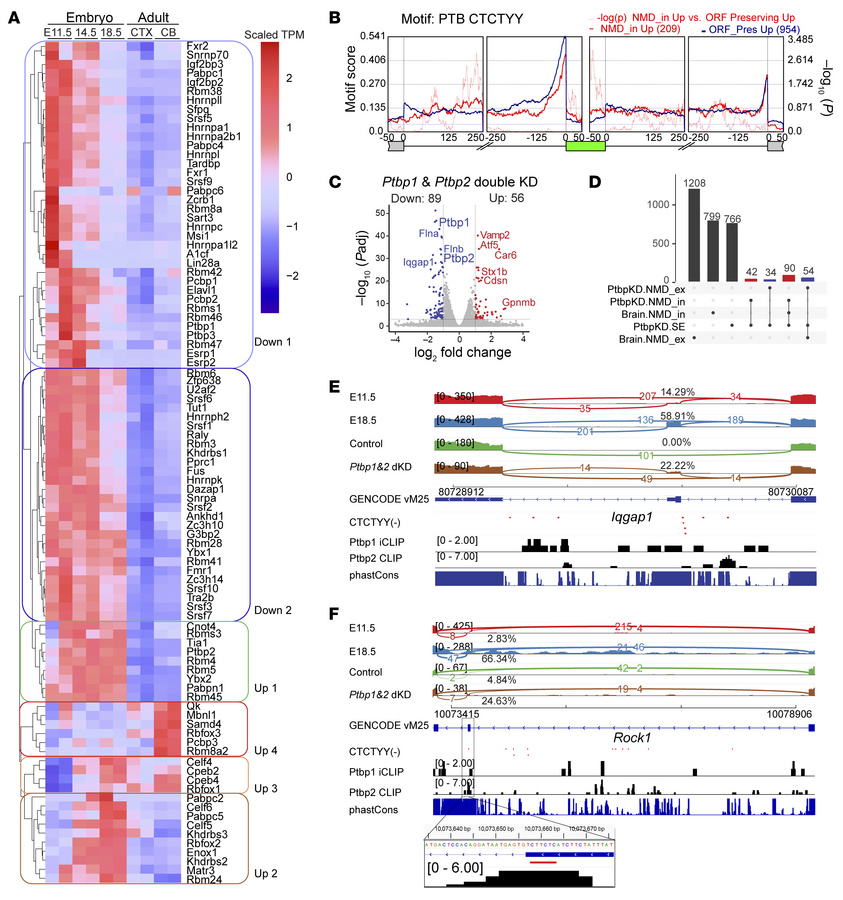RBPs and sequence motifs associated with AS-NMD exons.
(A) Heatmap showi...