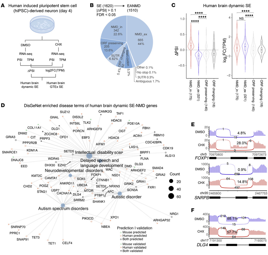 Validation of AS-NMD exons in human iPSC-derived neurons.
(A) Human iPSC...