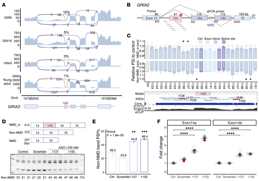 Upregulation of GRIA2 expression by suppressing a poison exon.
(A) Sashi...