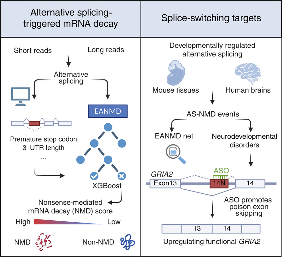 graphical abstract