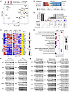 Dynamic AS-NMD in the developing mouse brain.