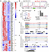 RBPs and sequence motifs associated with AS-NMD exons.