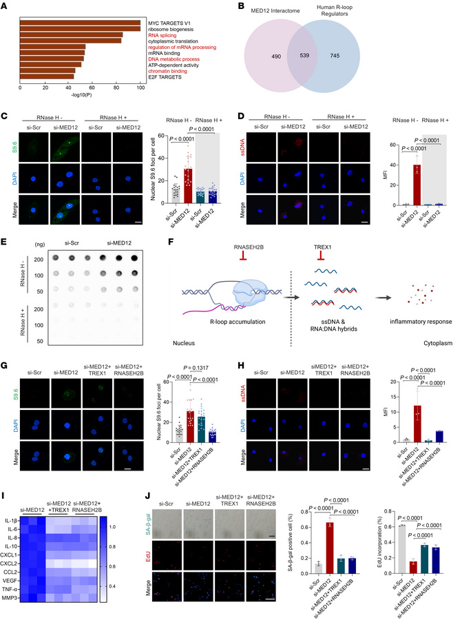 MED12 loss induces R-loop accumulation, which drives NPC senescence.
(A)...