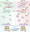 PRMT2 deficiency-mediated FBXO7-MED12 complex assembly promotes MED12 desta