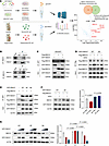 FBXO7 R504 methylation prevents FBXO7-mediated MED12 recruitment and destab