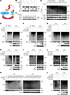 FBXO7 R504 methylation impedes FBXO7-mediated K48-linked ubiquitination of