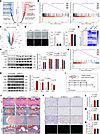 MED12 deficiency promoted cGAS/STING axis–dependent senescence of NPCs duri