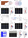 MED12 loss induces R-loop accumulation, which drives NPC senescence.