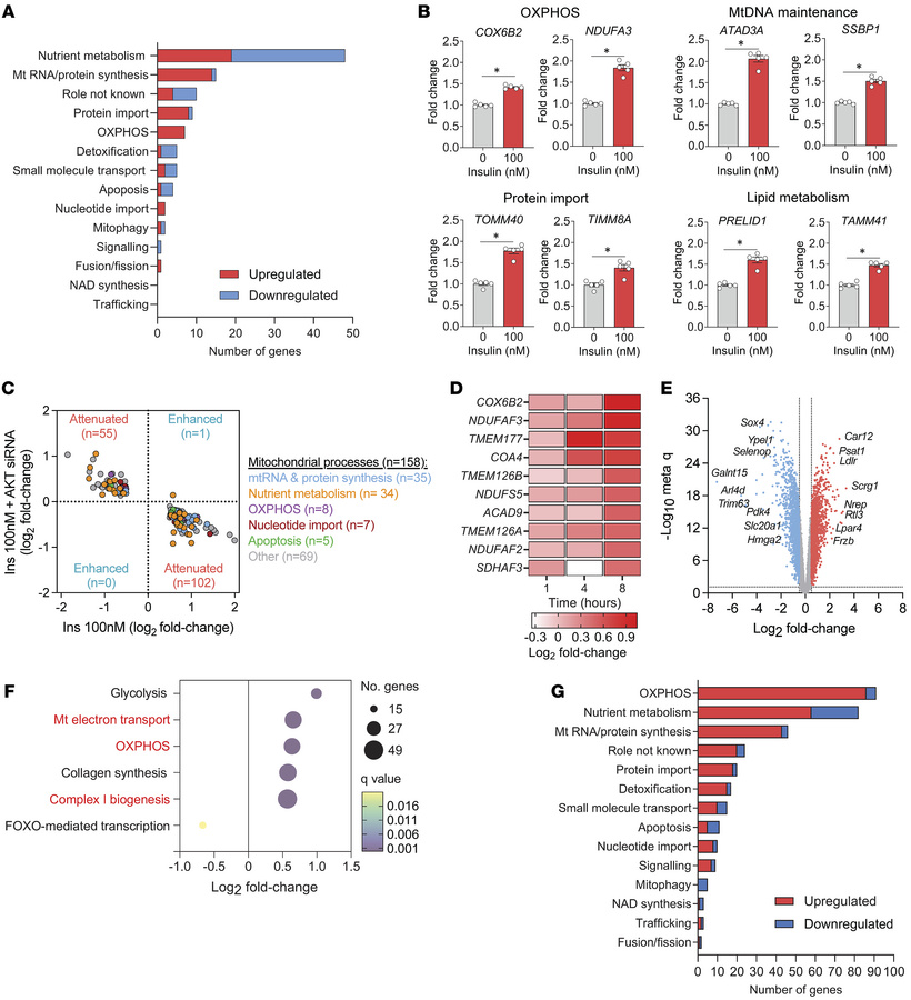 Effect of insulin on mitochondrial gene expression in cultured mammary c...