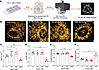 Effect of insulin on mitochondrial volume and morphology in cultured mammar