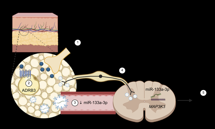 graphical abstract