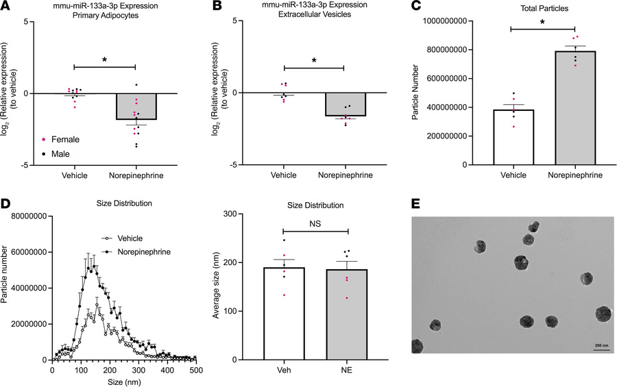 Adrenergic receptor stimulation caused miR-133a-3p downregulation in bot...