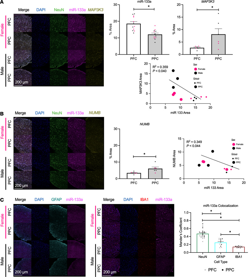 Neuronal miR-133a-3p regulates the levels of pain-relevant mRNA targets ...
