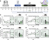Adipose-specific overexpression of miR-133a-3p reversed multisite mechanica