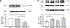 miR-133a-3p reduced MAP3K3 and inhibited ERK signaling in sensory neurons.