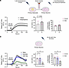 miR-133a-3p modulated sensory neuron activity in vitro.