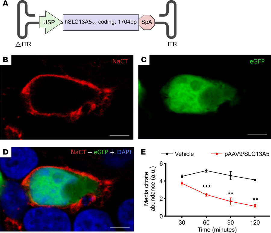 AAV/SLC13A5 vector design, expression, and function in cells.
(A) Schema...