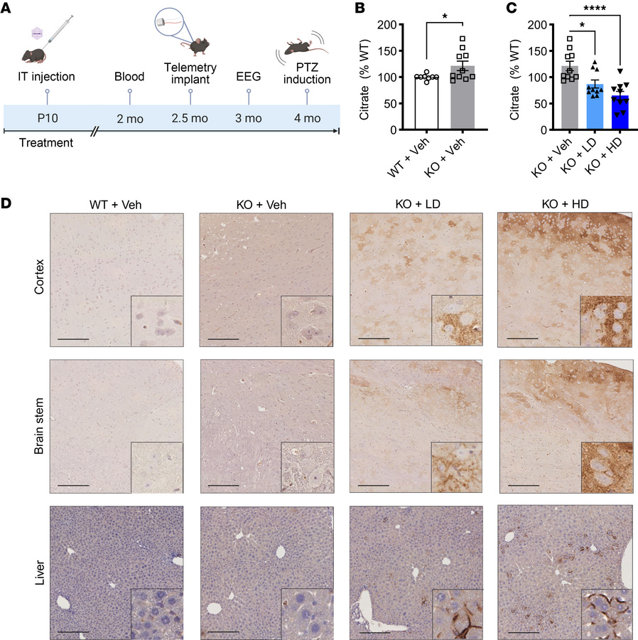 P10 IT administrations of AAV9/SLC13A5 gene therapy in Slc13a5-KO mice r...