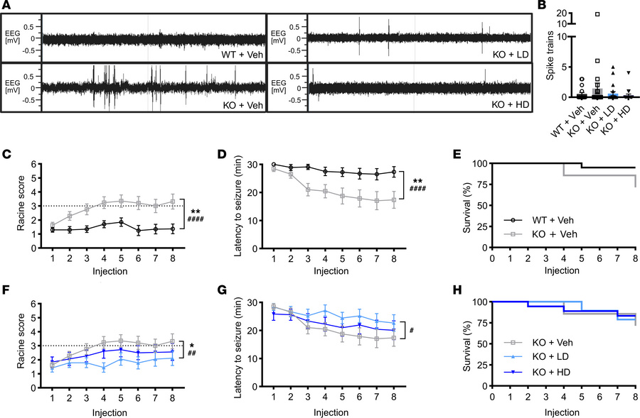 AAV9/SLC13A5 gene therapy rescues epilepsy in Slc13a5-KO mice treated at...