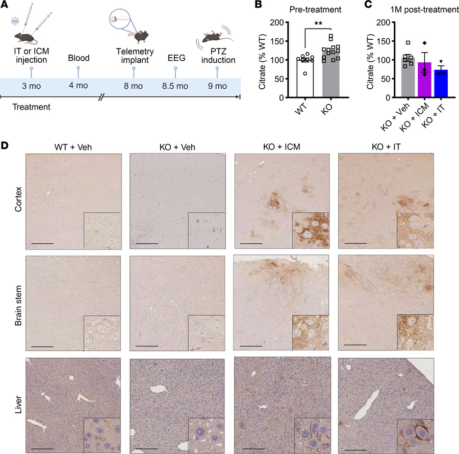 ICM delivery of AAV9/SLC13A5 in adult KO mice results in greater brain N...