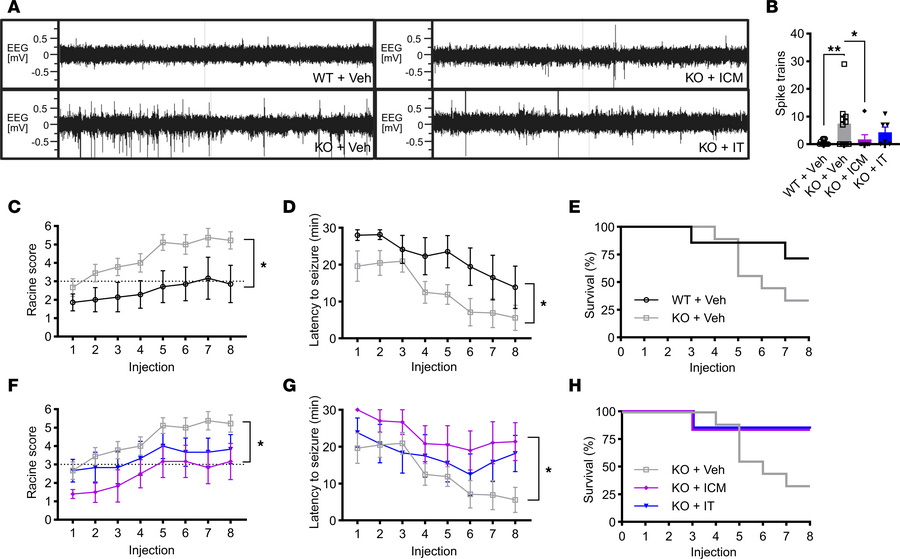 ICM delivery of AAV9/SLC13A5 has greater rescue of epileptic phenotypes ...