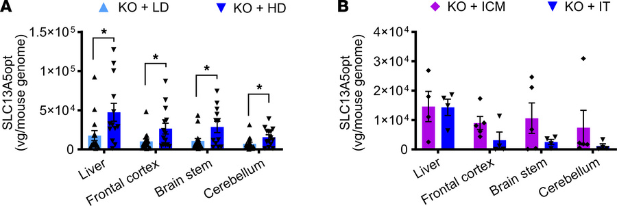 Biodistribution of AAV9/SLC13A5 following CSF delivery in Slc13a5-KO mic...