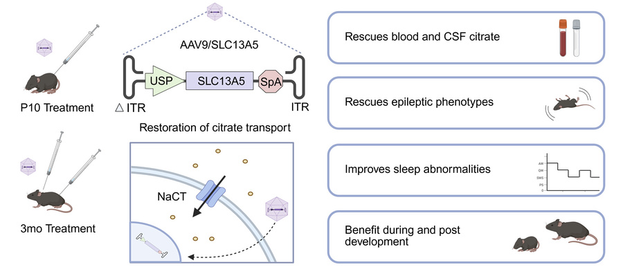 graphical abstract