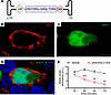 AAV/SLC13A5 vector design, expression, and function in cells.