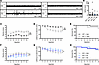 AAV9/SLC13A5 gene therapy rescues epilepsy in Slc13a5-KO mice treated at P1