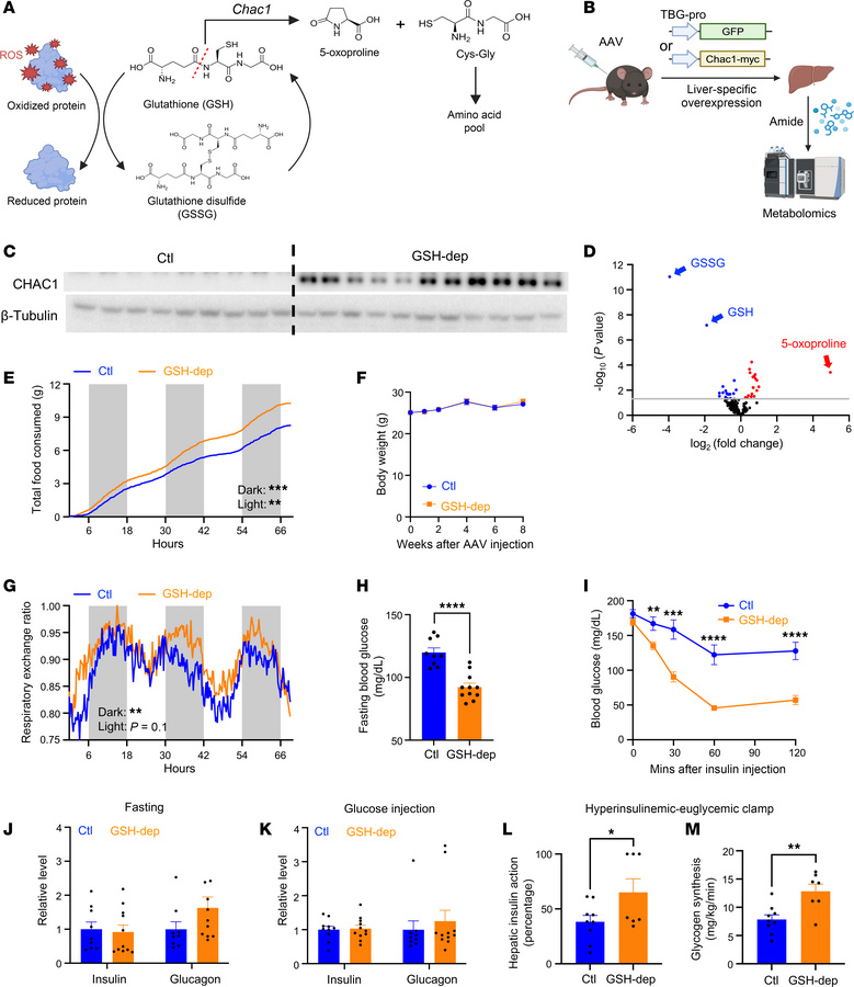 Hepatic GSH depletion improves insulin sensitivity.
(A) The role of GSH ...