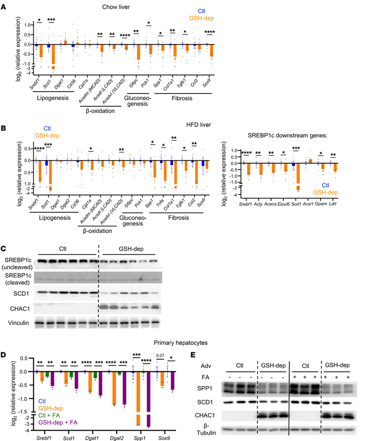 Hepatic GSH depletion suppresses lipogenesis and fibrosis.
(A) Relative ...