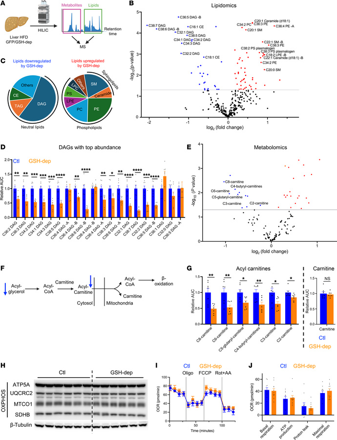 Hepatic lipid profile is remodeled by GSH depletion.
(A) Metabolite and ...