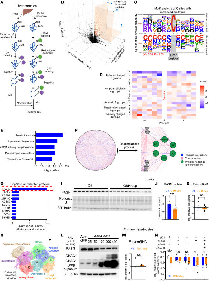 Selective protein oxidation by GSH depletion.
(A) Protein redoxome analy...