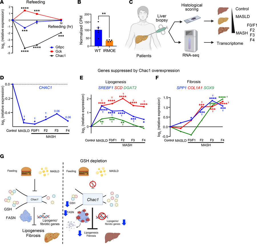 Transcriptional regulation of Chac1 in metabolic transitions and MASLD.
...