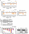 Hepatic GSH depletion suppresses lipogenesis and fibrosis.