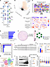 Selective protein oxidation by GSH depletion.