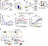 Transcriptional regulation of Chac1 in metabolic transitions and MASLD.