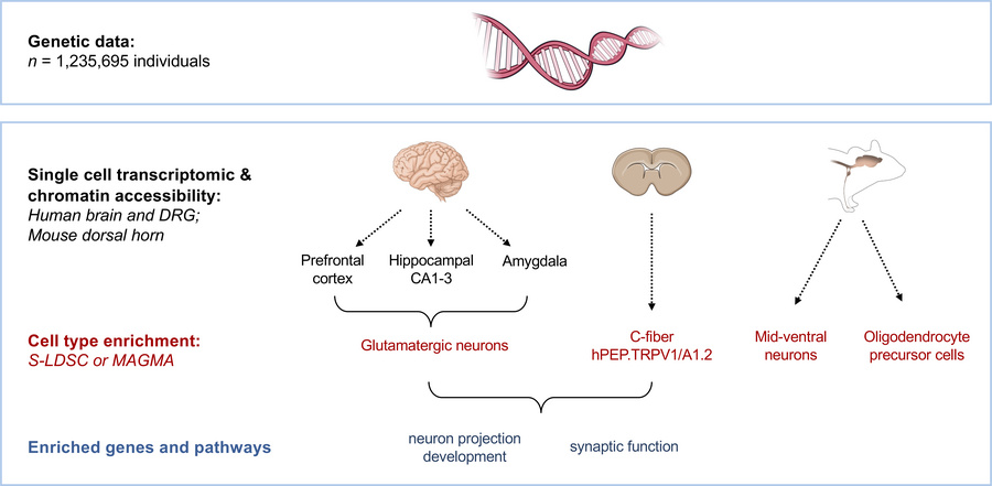 graphical abstract