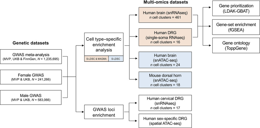 Study overview.
Using S-LDSC, we first identified cell types enriched fo...
