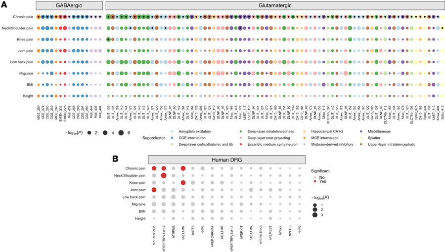 Cross-trait S-LDSC cell-type enrichment analysis.
(A) Significantly enri...
