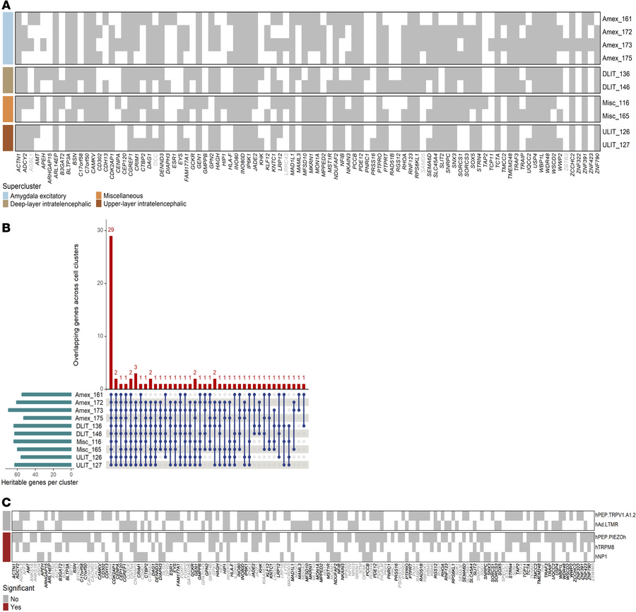 Heritable genes in brain and hDRG cell types.
(A) The significantly heri...