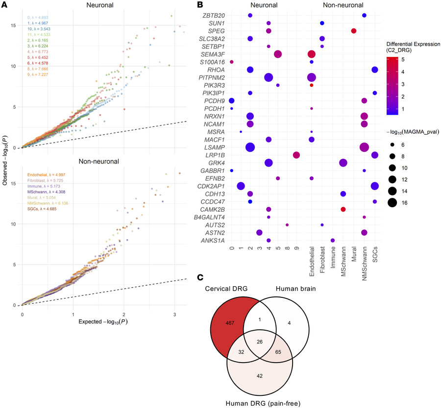 Chronic pain–associated genes in cervical DRG of patients with acute ver...