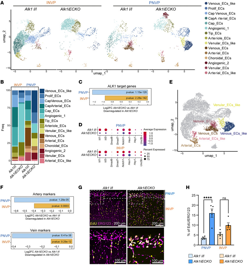 ScRNA-seq reveals distinct EC reprogramming in Alk1iECKO brains.
(A) UMA...