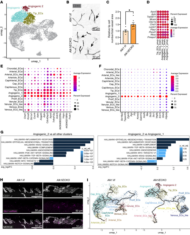 Characterization of PNVP-enriched angiogenic EC clusters in Alk1iECKO br...