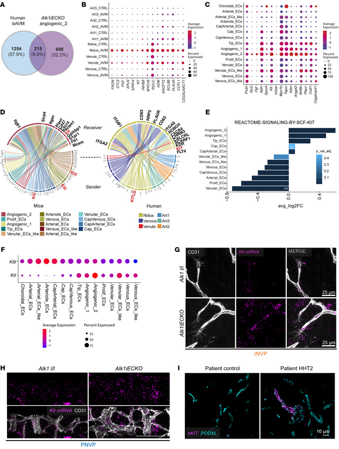 Mouse Alk1iECKO angiogenic 2 and human AVM endothelial clusters share AV...