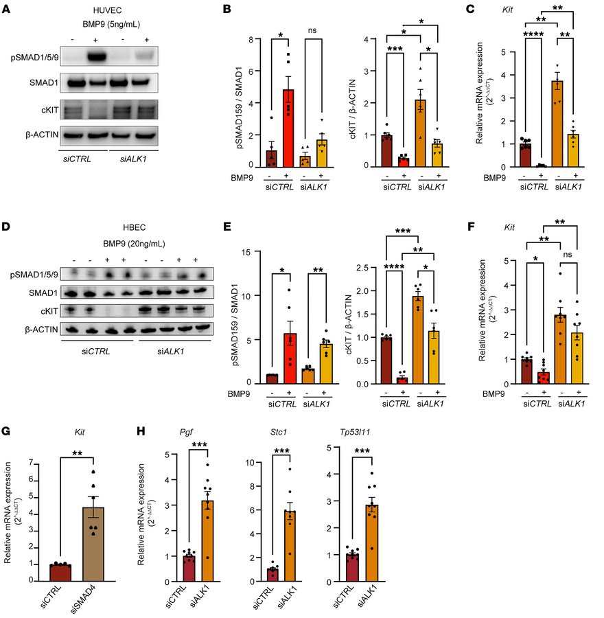 ALK1 signaling suppresses KIT and angiogenic 2 markers’ expression in vi...