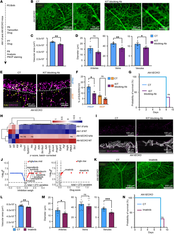 Pharmacological KIT inhibition prevents EC proliferation and brain vascu...