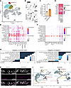 Characterization of PNVP-enriched angiogenic EC clusters in Alk1iECKO brain