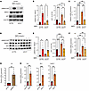 ALK1 signaling suppresses KIT and angiogenic 2 markers’ expression in vitro