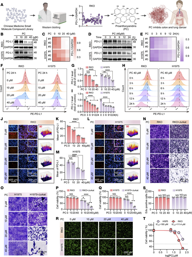PC enhances T cell killing by downregulating PD-L1.
(A) PC was identifie...